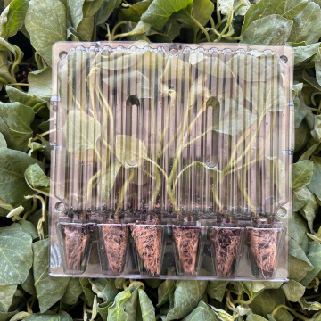 Hibrit Topan Patlıcan Fidesi 6 Adet