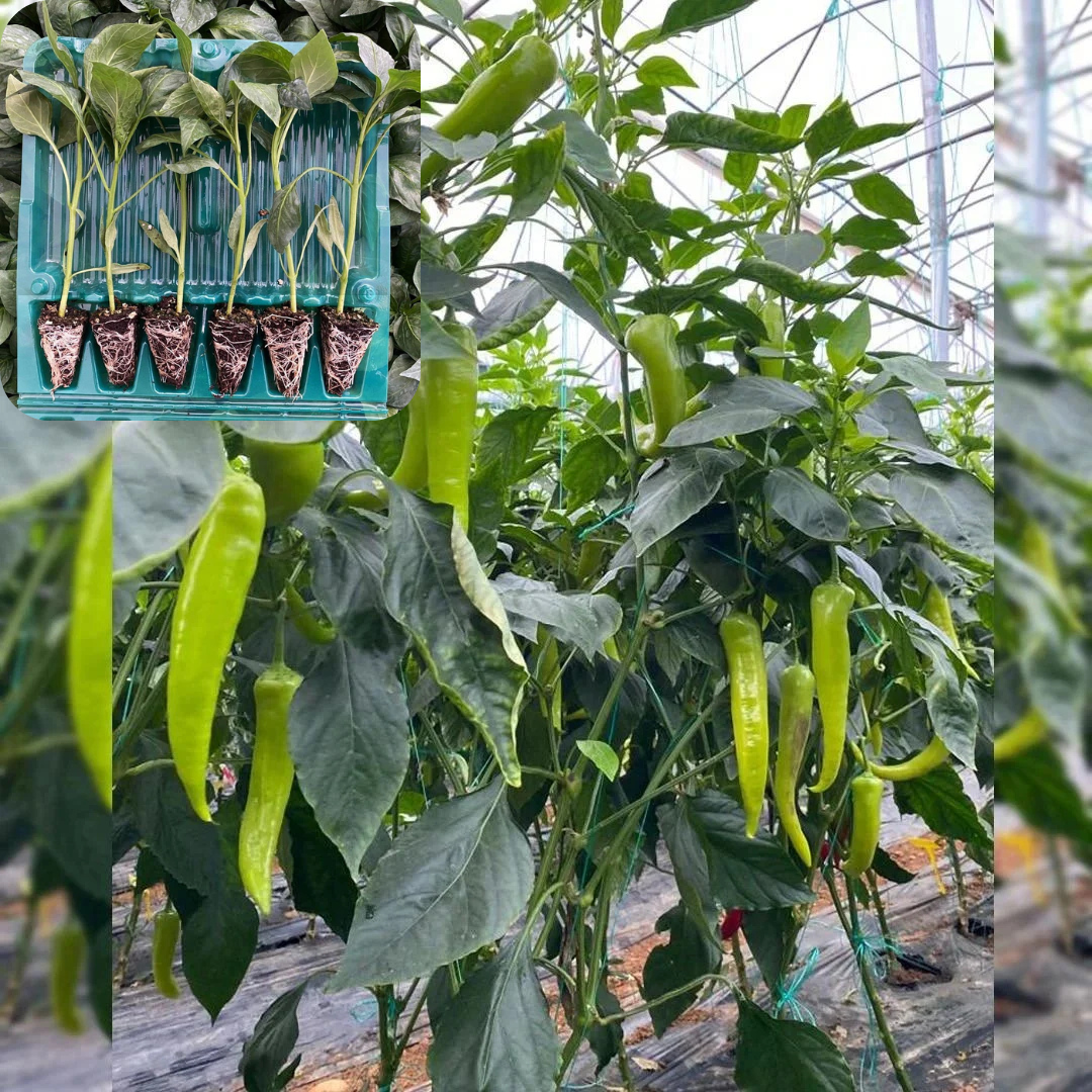 Hibrit Çarliston Biber Fidesi 6 Adet