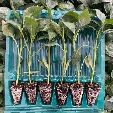 Hibrit Üçburun Biber Fidesi 6 Adet