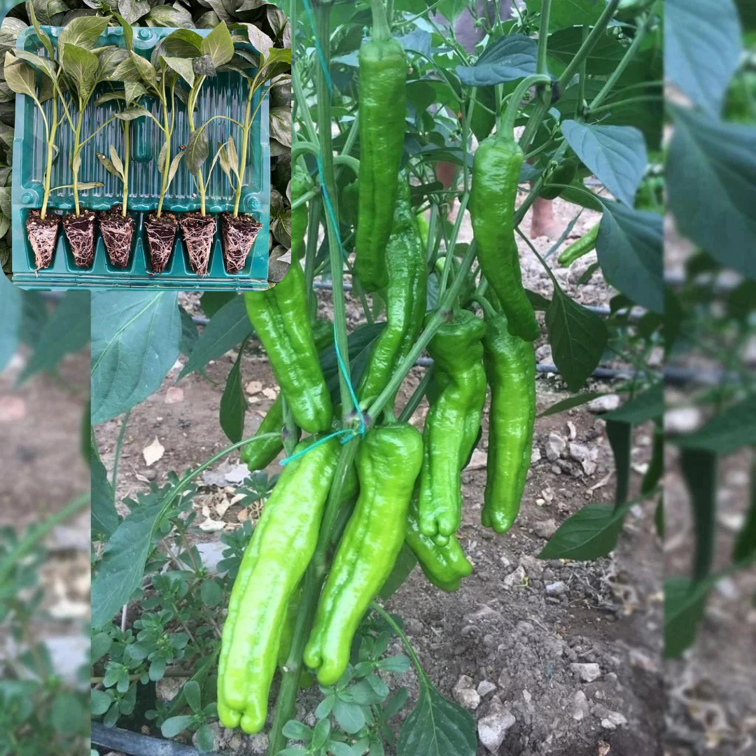 Hibrit Üçburun Biber Fidesi 6 Adet