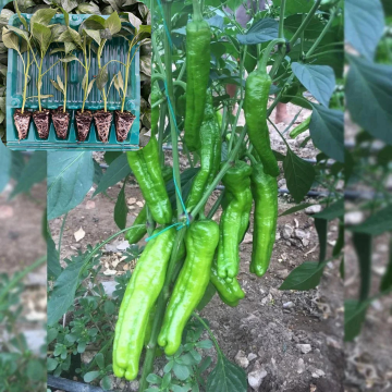 Hibrit Üçburun Biber Fidesi 6 Adet