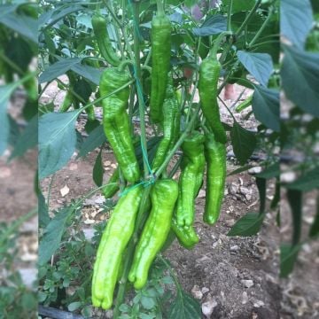 Hibrit Üçburun Biber Fidesi 6 Adet