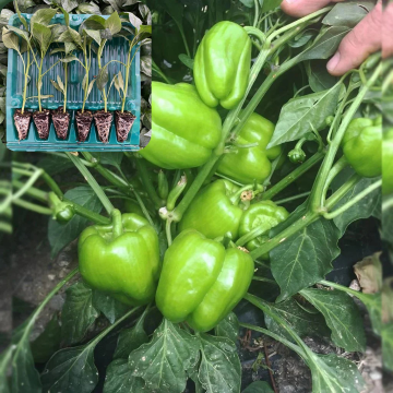 Hibrit Dolma Biber Fidesi 6 Adet