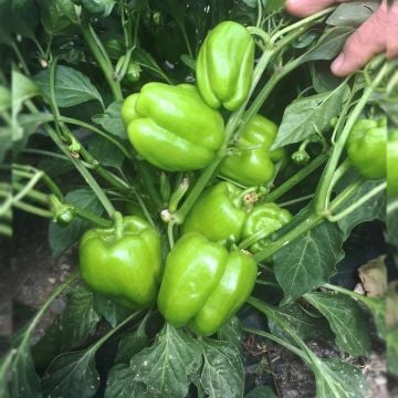 Hibrit Dolma Biber Fidesi 6 Adet