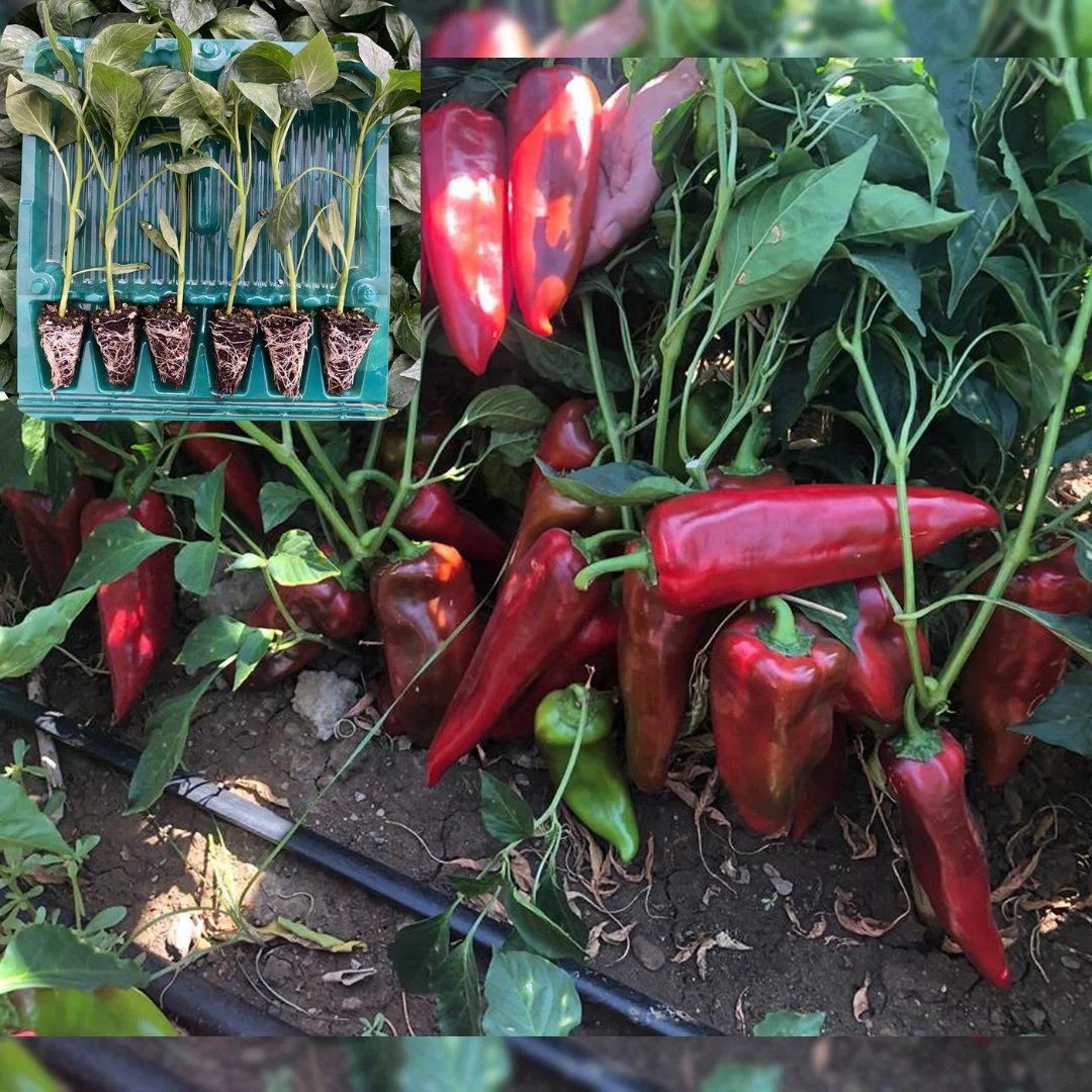 Hibrit Kapya Biber Fidesi 6 Adet