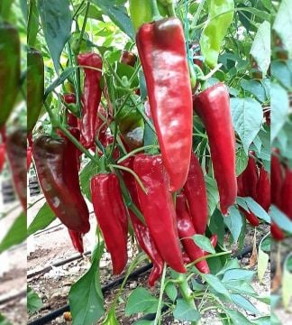 Hibrit Kapya Biber Fidesi 6 Adet