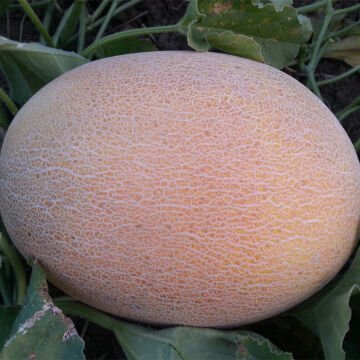 Reem F1 Ananas Tipi Kavun Tohumu