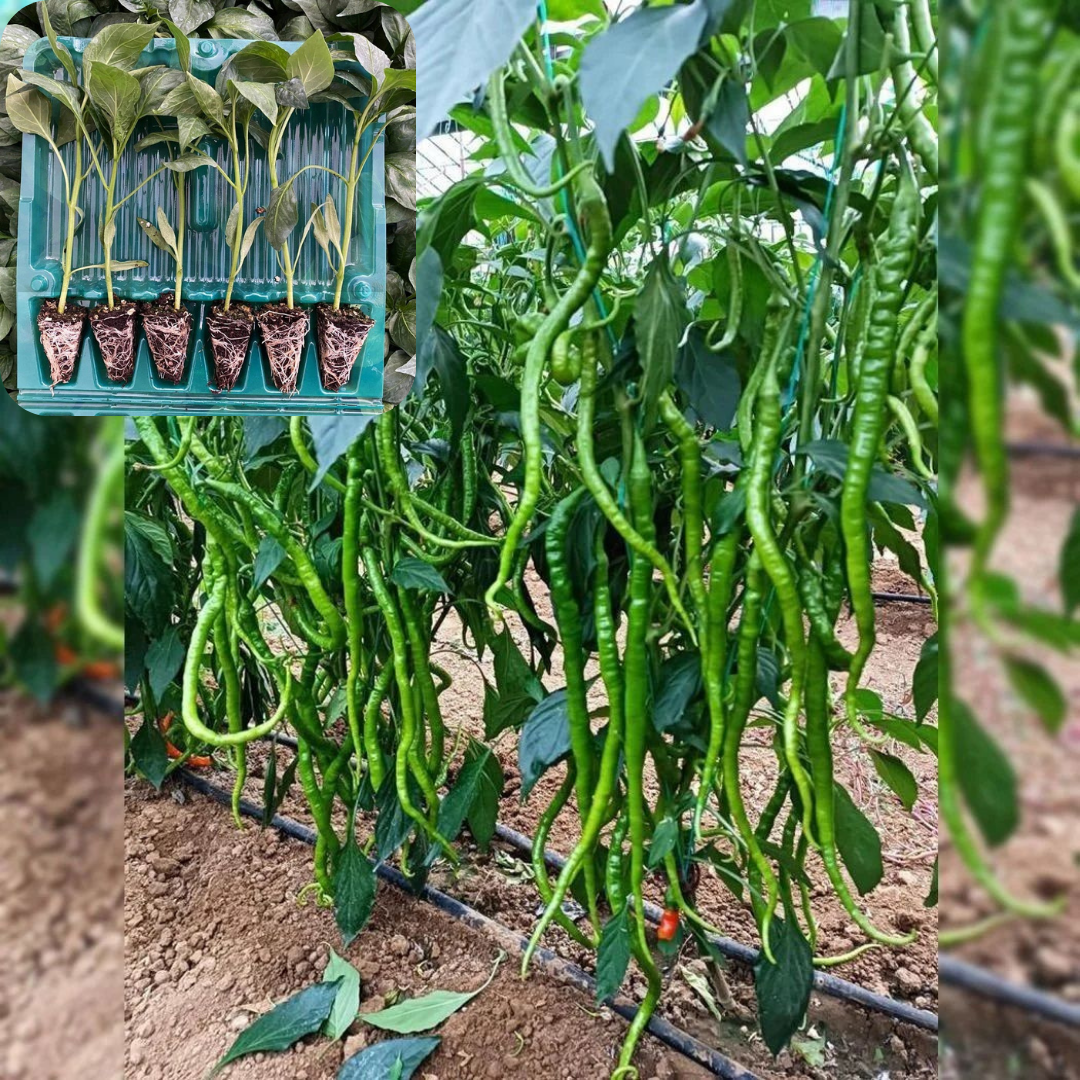 Hibrit Acı Kıl Biber Fidesi 6 Adet