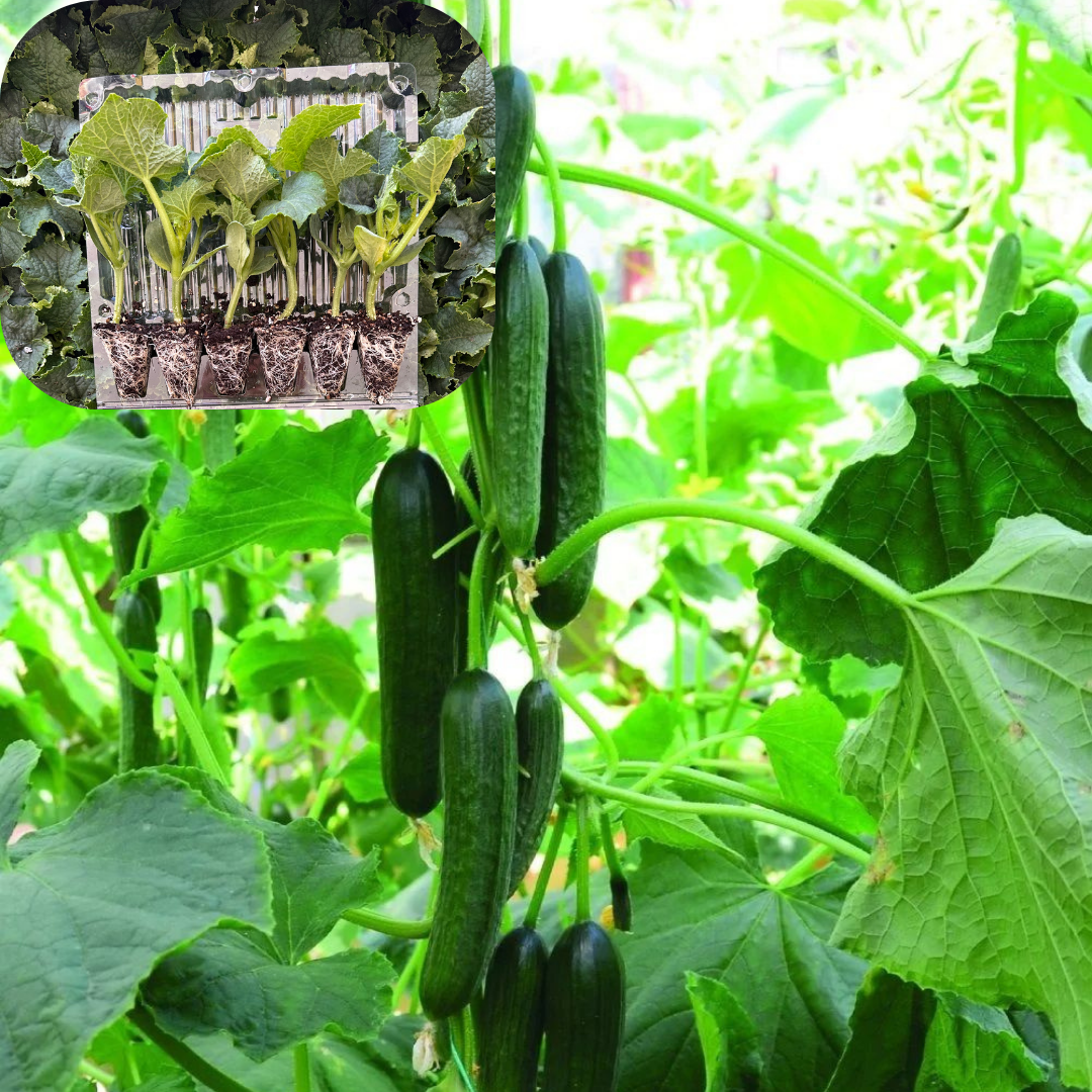 Hibrit Sırık Salatalık-Hıyar Fidesi 6 Adet