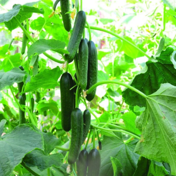 Hibrit Sırık Salatalık-Hıyar Fidesi 6 Adet