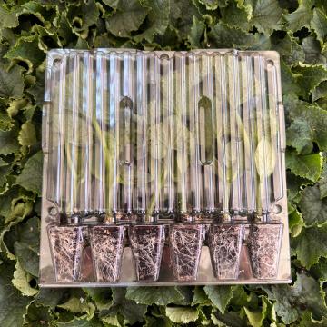 Hibrit Sırık Salatalık-Hıyar Fidesi 6 Adet