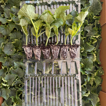 Hibrit Sırık Salatalık-Hıyar Fidesi 6 Adet