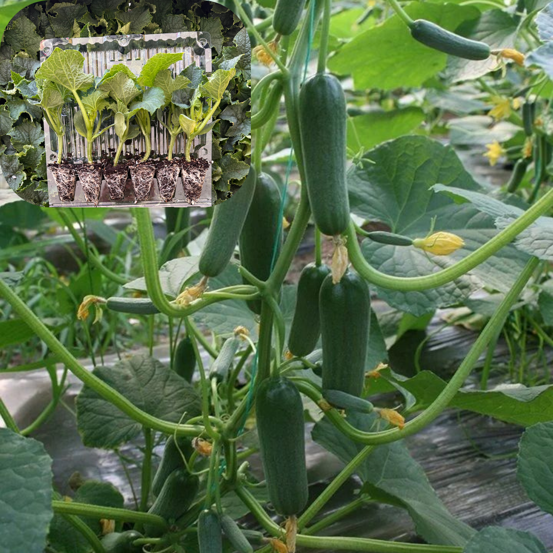 Hibrit Silor Salatalık-Hıyar Fidesi 6 Adet