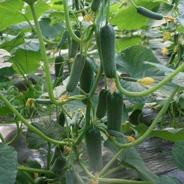 Hibrit Silor Salatalık-Hıyar Fidesi 6 Adet