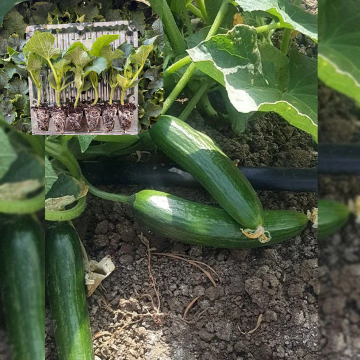 Hibrit Oturak Salatalık-Hıyar Fidesi 6 Adet