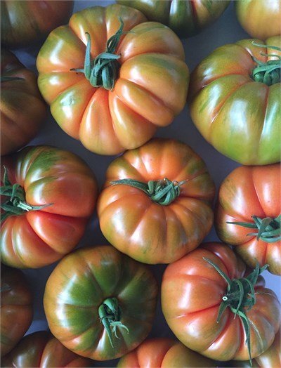 Alaturka F1 Domates Fidesi