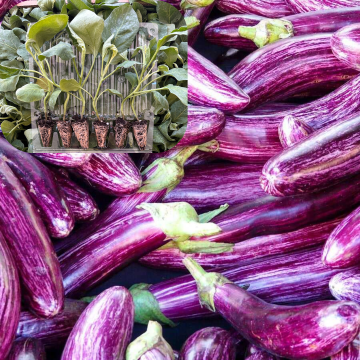 Hibrit Çizgili Patlıcan Fidesi 6 Adet