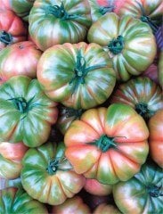 Yükselköy F1 Domates Fidesi