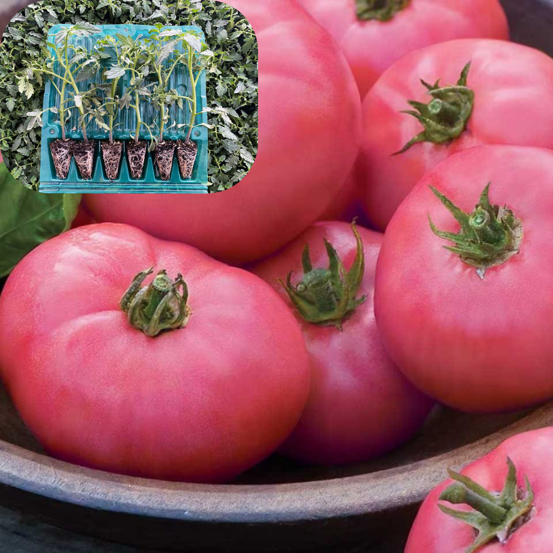 Hibrit Oturak Pembe Domates Fidesi 6 Adet