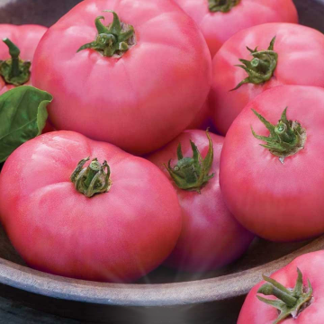 Hibrit Oturak Pembe Domates Fidesi 6 Adet