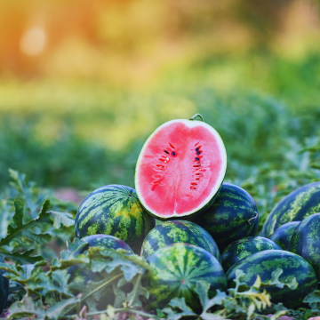 Hibrit Ala Karpuz Fidesi 6 Adet