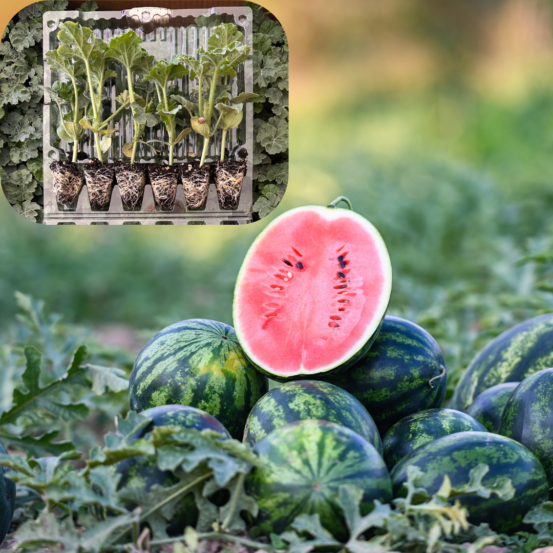 Hibrit Ala Karpuz Fidesi 6 Adet