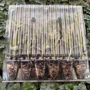 Hibrit Ala Karpuz Fidesi 6 Adet