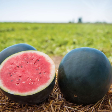 Hibrit Siyah Karpuz Fidesi 6 Adet