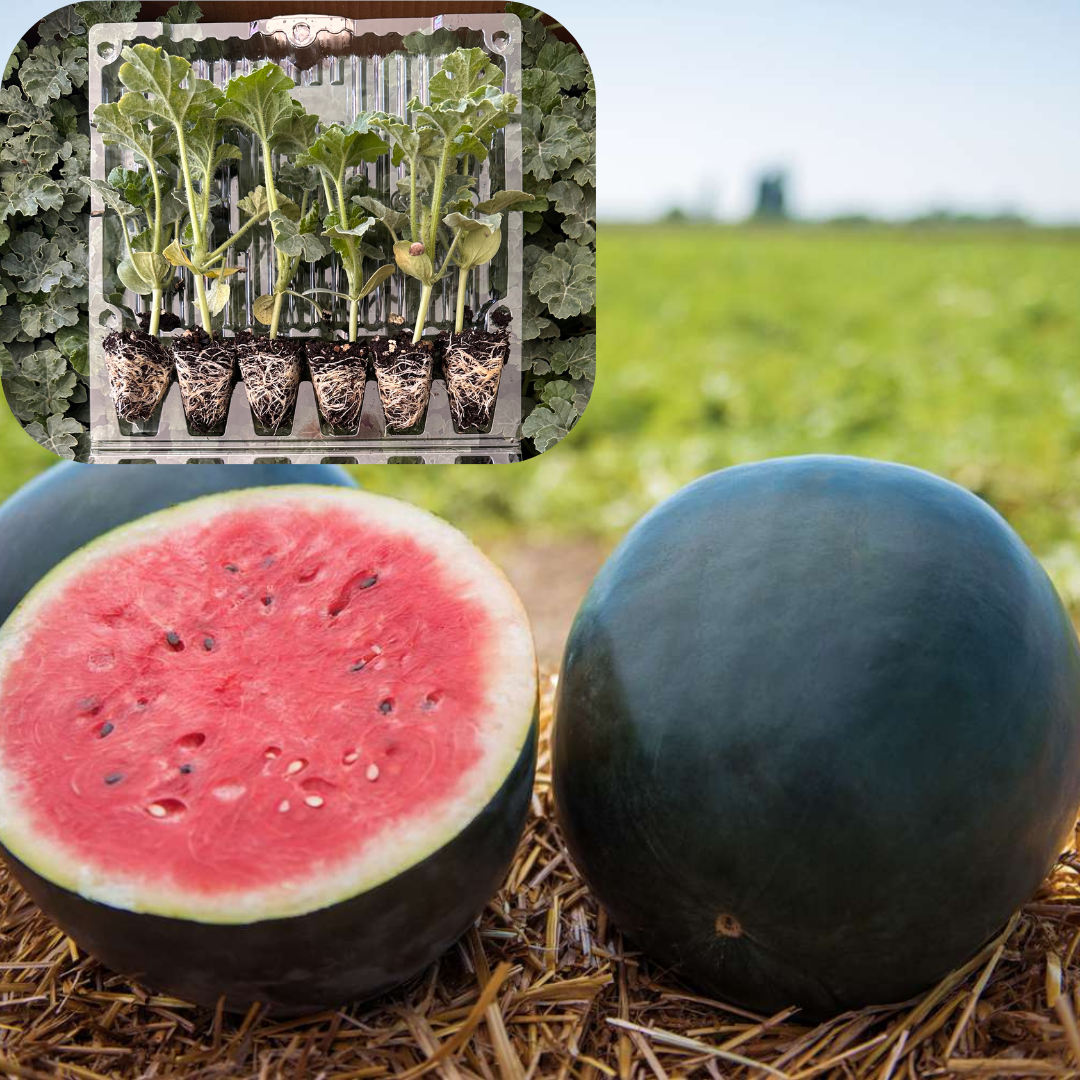 Hibrit Siyah Karpuz Fidesi 6 Adet