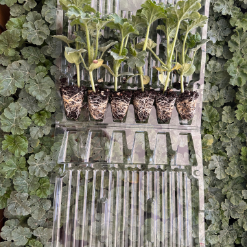 Hibrit Siyah Karpuz Fidesi 6 Adet