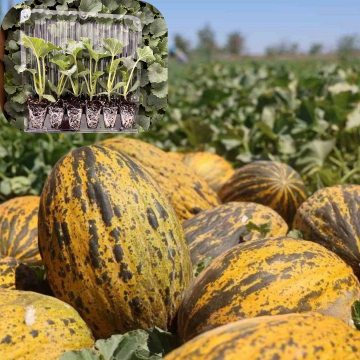 Hibrit Kırkağaç Kavun Fidesi 6 Adet