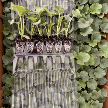 Hibrit Kırkağaç Kavun Fidesi 6 Adet