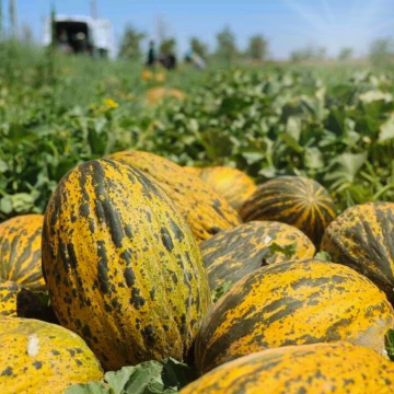 Hibrit Kırkağaç Kavun Fidesi 6 Adet