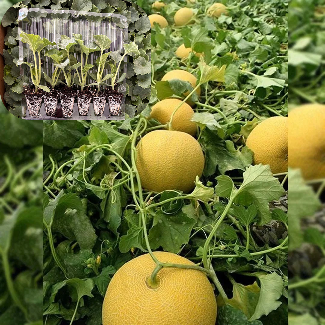 Hibrit Galia Tip Çıtır Kavun Fidesi 6 Adet