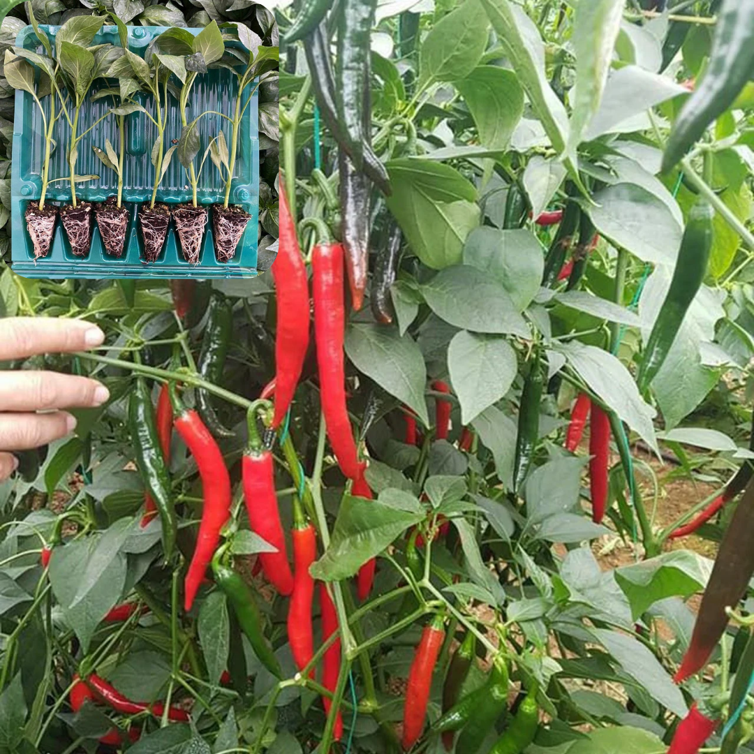 Hibrit Şili Biber Fidesi 6 Adet