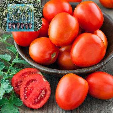Hibrit Salçalık Domates Fidesi 6 Adet
