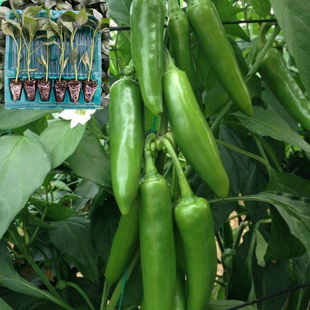 Hibrit Jalapone Biber Fidesi 6 Adet