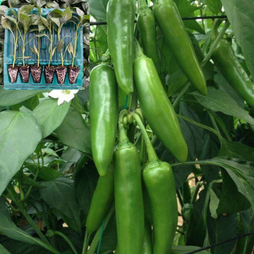 Hibrit Jalapone Biber Fidesi 6 Adet