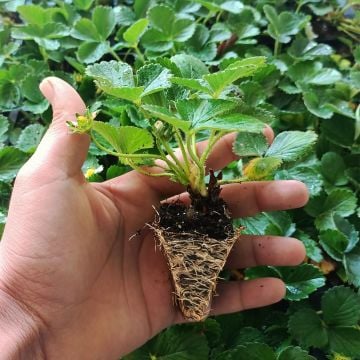 Çilek Fidesi 6 Adet