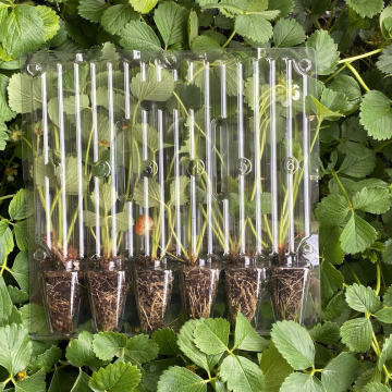 Çilek Fidesi 6 Adet