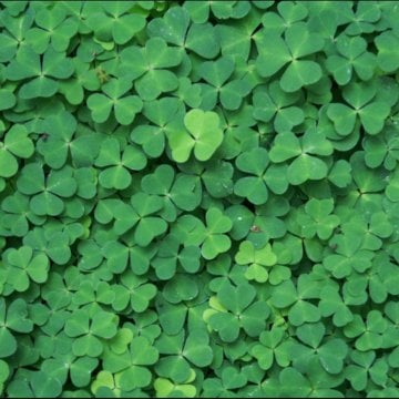 İside Yonca Tohumu 25 Kg