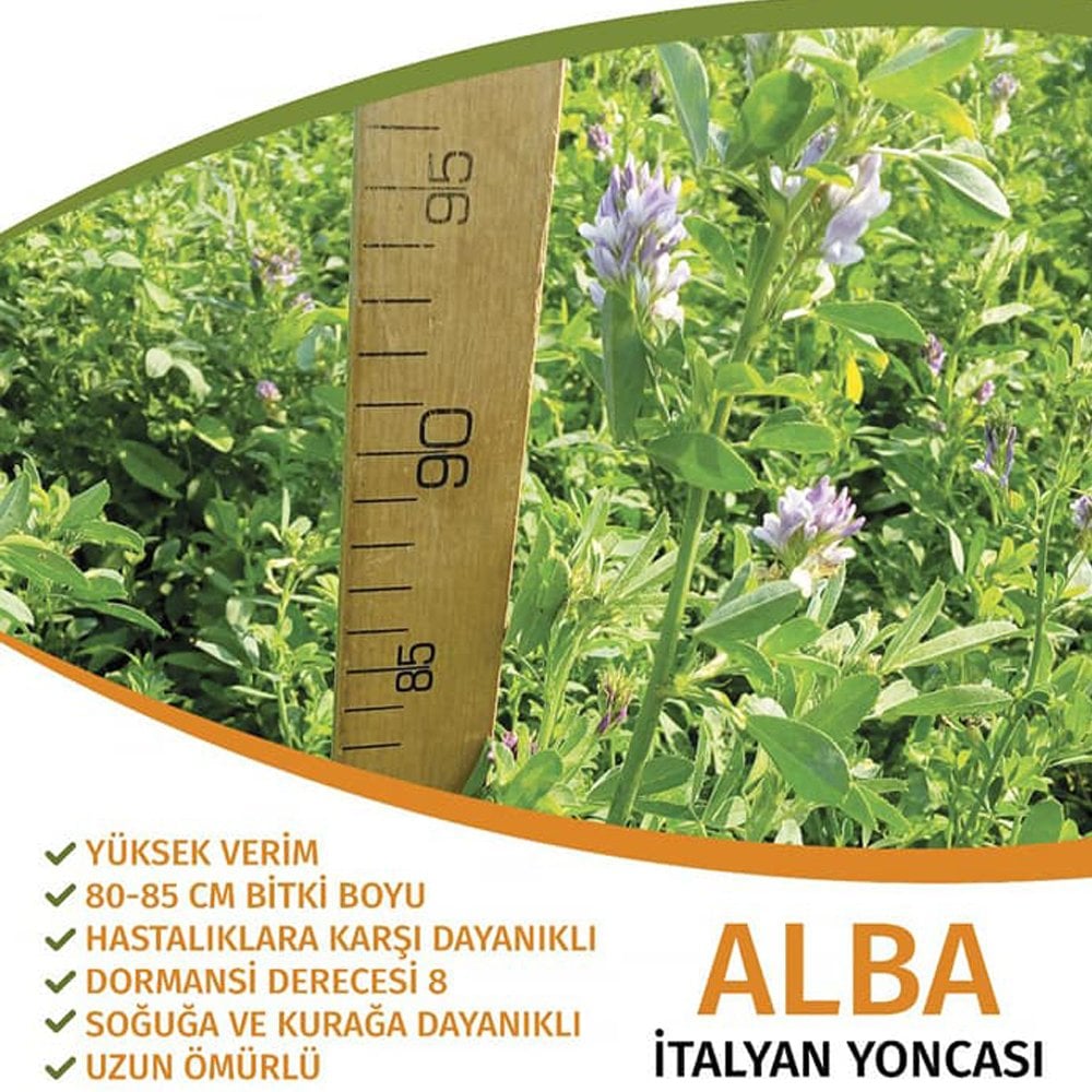 Alba İtalyan Yoncası Tohumu 10 Kg