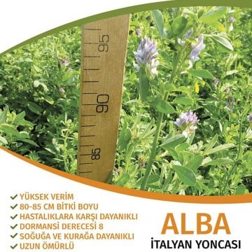 Alba İtalyan Yoncası Tohumu 10 Kg