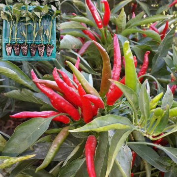 Hibrit Yukarıbakan Cin Biber Fidesi 6 Adet