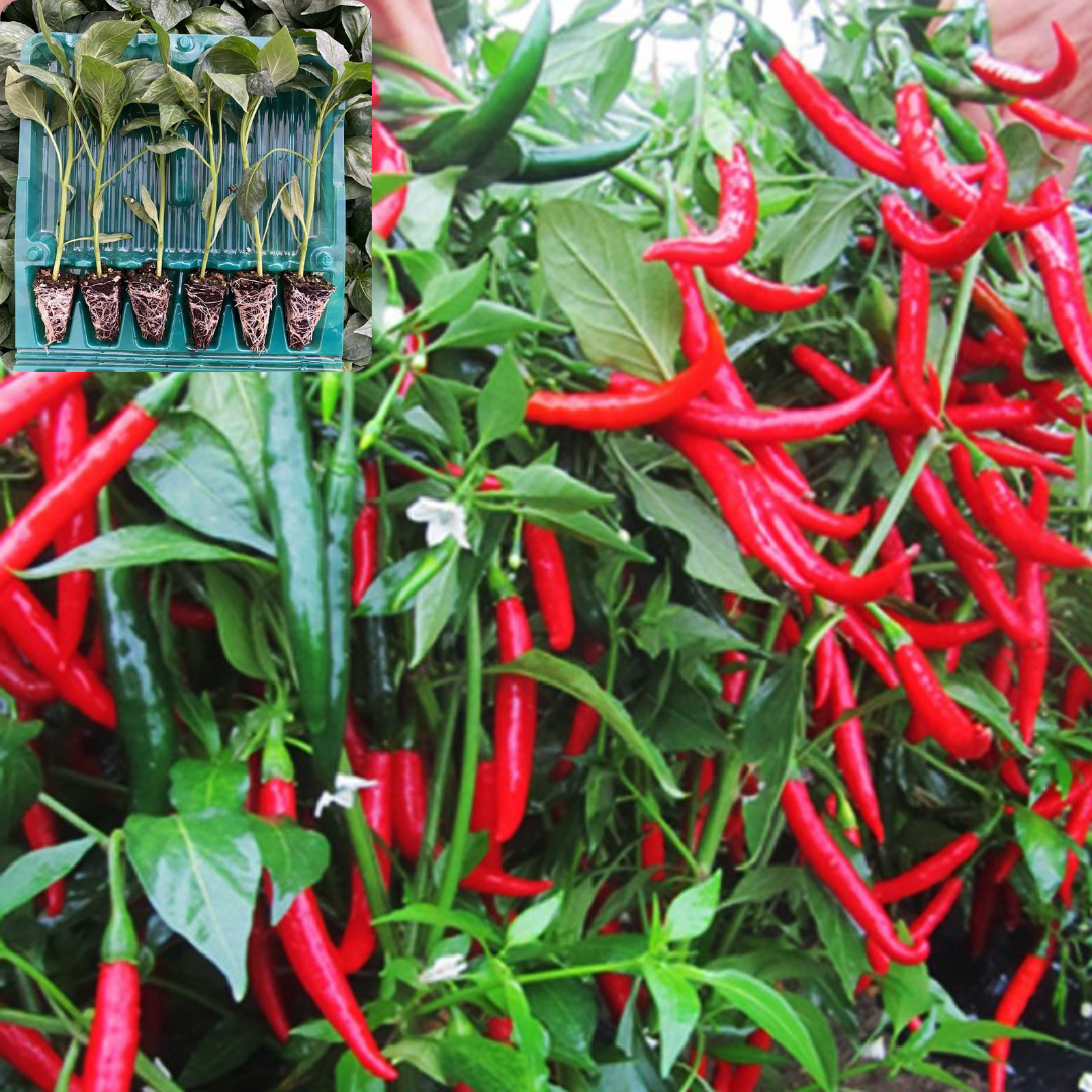 Hibrit Aşağıbakan Cin Biber Fidesi 6 Adet