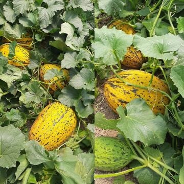 Ünlü F1 Kırkağaç Kavun Fidesi