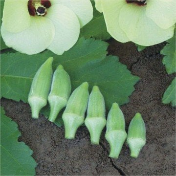 Mini Bodur Kısa Bamya Tohumu 10 Gram