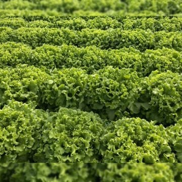 Yörünge F1 Kıvırcık Marul Fidesi