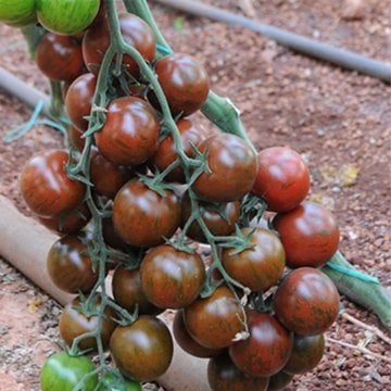 Hibrit Çikolata Çeri Domates Tohumu 20 Adet