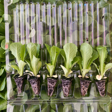 Düz Marul Fidesi 6 Adet